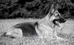 Stud Service Dog Mating Crossing Male German Cross Breeding
