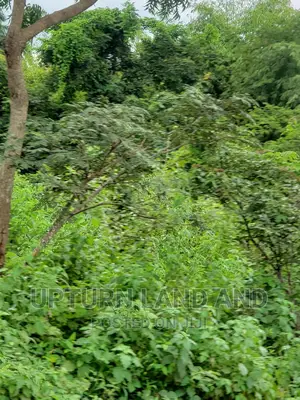 300 Acre Beside 1st Technical University, Ibadan,