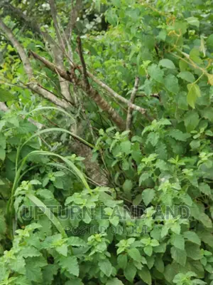 10 Acres at Osengere, Ibadan (Not Beside the Express)