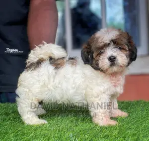 1-3 months Female Purebred Lhasa Apso