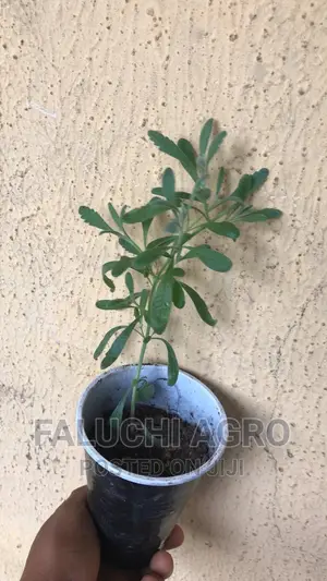 Lavender Seedlings