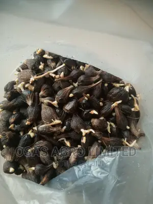 Malaysia Sprouted Nuts/Seedlings