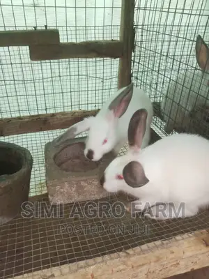 Hyla Max Rabbit