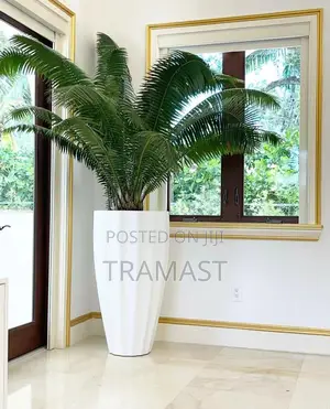 Cycas Palm Plant With Fiberglass Pot