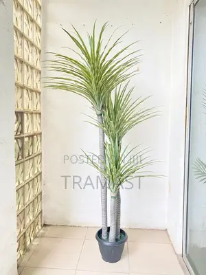 Yucca Plant