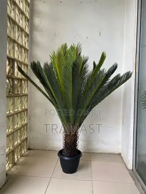 Cycas Palm Plant Big Size