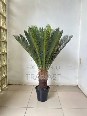 90cm of Cycas Palm Plant
