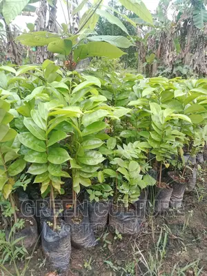 Sour Sop Seedlings