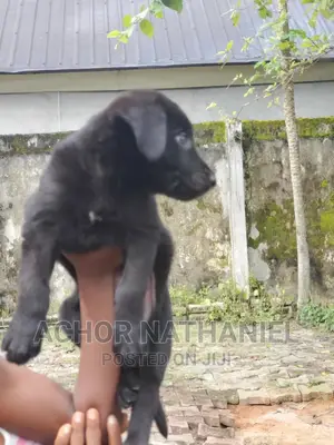 1-3 months Male Purebred German Shepherd