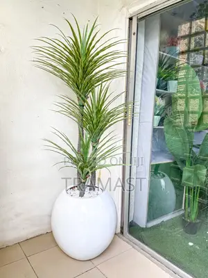 Yucca Plant With Fiberglass Pot