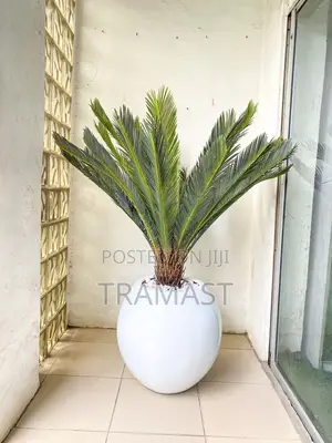 Cycas Palm Plant With Fiberglass Pot