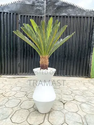 Cycas Palm Plant With Fiberglass Pot