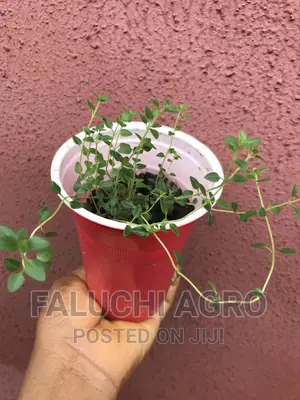 Thyme Seedlings