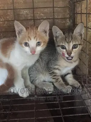 1-3 months Male Mixed Breed Exotic