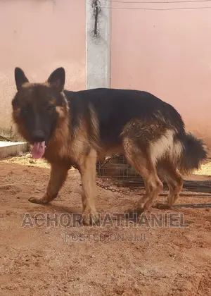 1+ year Male Purebred German Shepherd