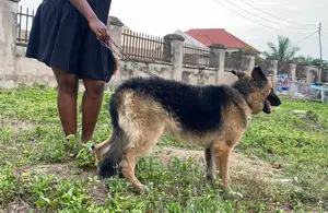 1+ Year Male Purebred German Shepherd