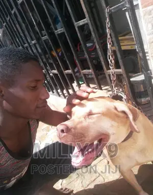 Dog Caretaker/ Pet Sitting
