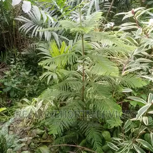 Aurecaria (Exotic Landscape Plant) for Hotel, Palace, Etc