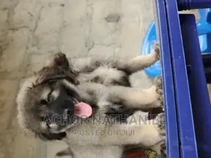 1-3 months Male Purebred Caucasian Shepherd