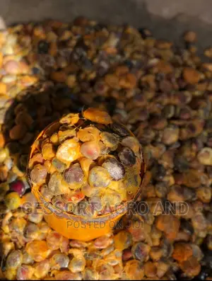 Broad Leaf Ugu Seeds From Calabar