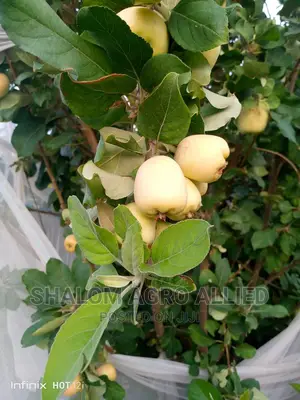 Dwarf Apple Seedlings That Fruits Within 1 Year