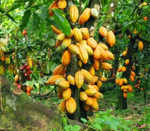 Cocoa Seedlings (Crin Hybrid Tc Series) Fruits in 18 Months