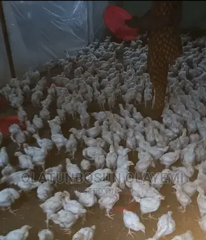 7 Weeks Weeks Fully Vaccinated Broiler.