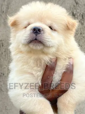1-3 months Male Purebred Chow Chow