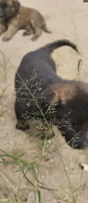 1-3 months Female Mixed Breed German Shepherd