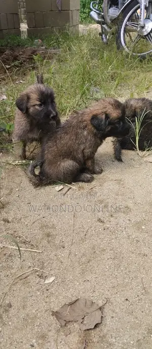 1-3 months Female Mixed Breed German Shepherd