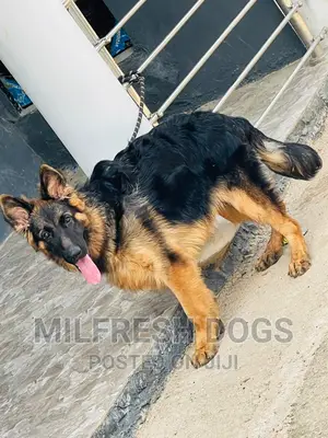6-12 months Male Purebred German Shepherd