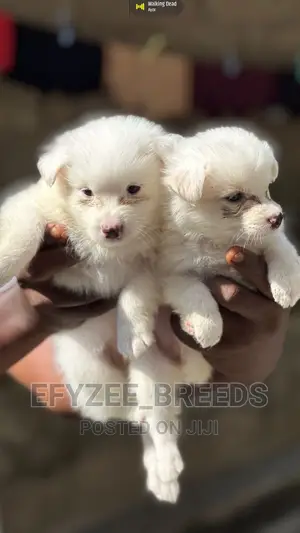 1-3 months Female Purebred American Eskimo