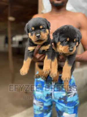 1-3 months Male Purebred Rottweiler