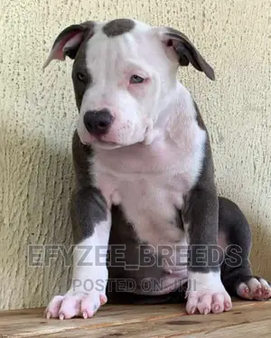 1-3 months Female Purebred American Bully