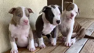1-3 months Female Purebred American Bully