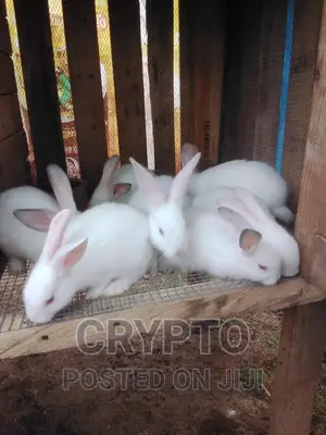 Pure Hyla and Chinchilla
