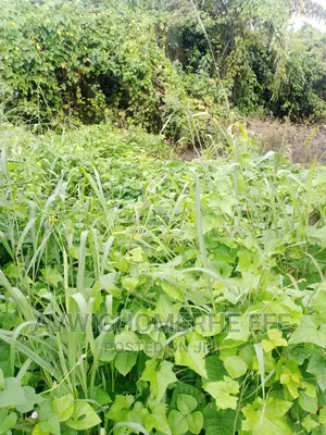 Landed Properties for Farming and Investment