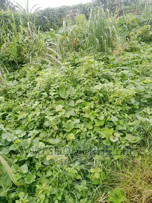 Landed Properties for Farming and Investment