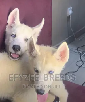 1-3 months Female Purebred Siberian Husky