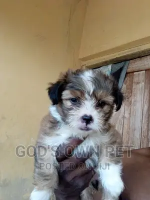 1-3 months Female Purebred Lhasa Apso