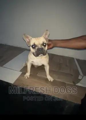 6-12 months Male Purebred French Bulldog