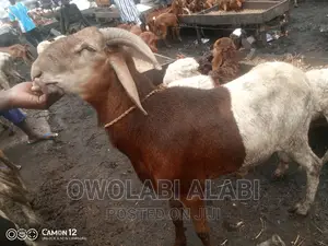 Affordable Rams Sheeps and Goat