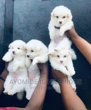 1-3 months Female Purebred American Eskimo