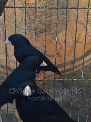 Fancy Finches