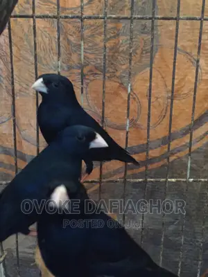 Indigo-Seedeater