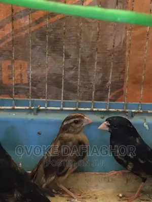 The Seedeater Bird