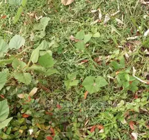 27 Acres of Land Situate on Apapa Oshodi Expressway