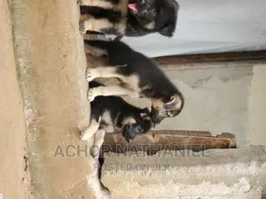 1-3 months Female Purebred German Shepherd