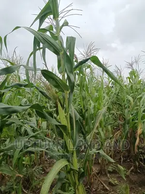 800 Acres of Land for Sale Along Ife Ibadan Express Way