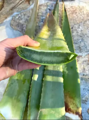 Fresh Aloe Vera Leaves (Big)